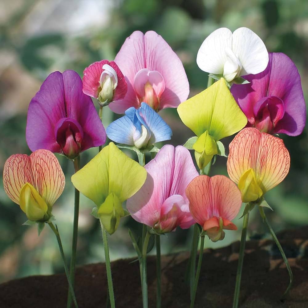 Sweet (pea flower Lathyrus odoratus) for planting in garden